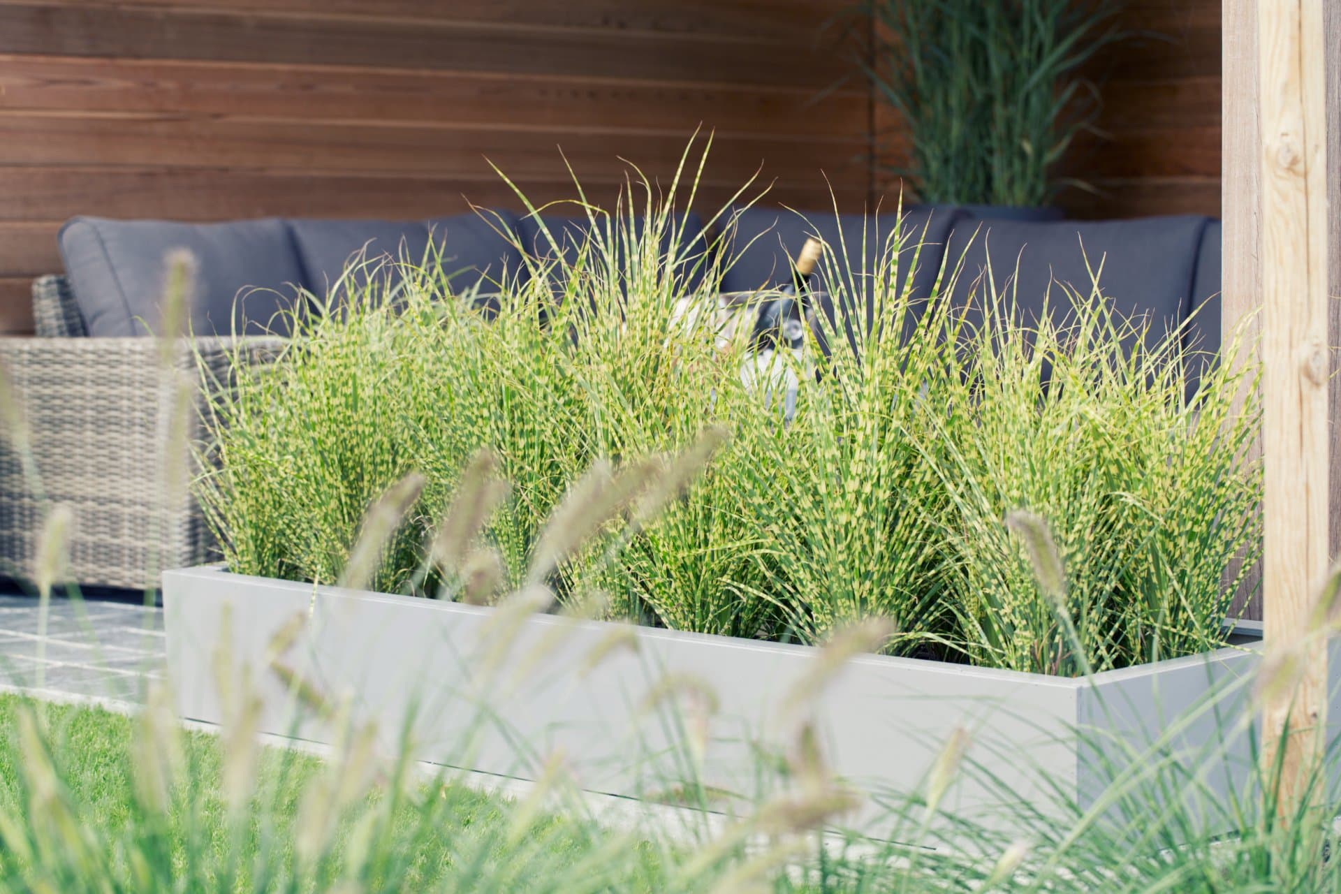 Elegrass