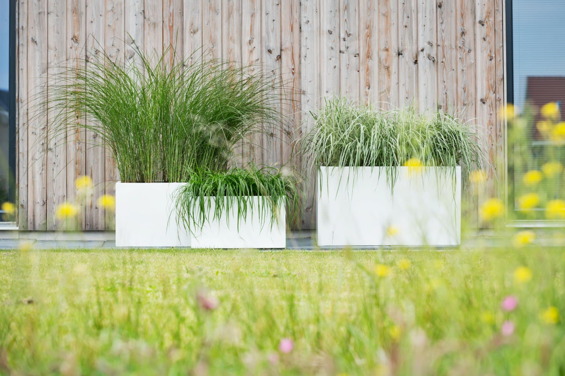 Elegrass