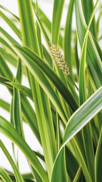 Carex morrowii