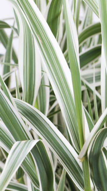 Arundo donax