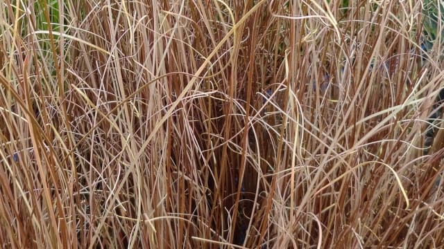 Carex buchananii
