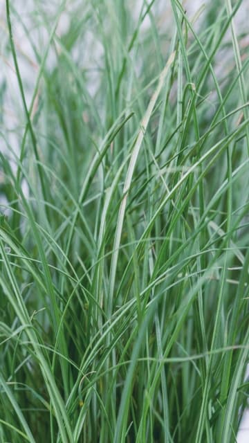 Carex comans