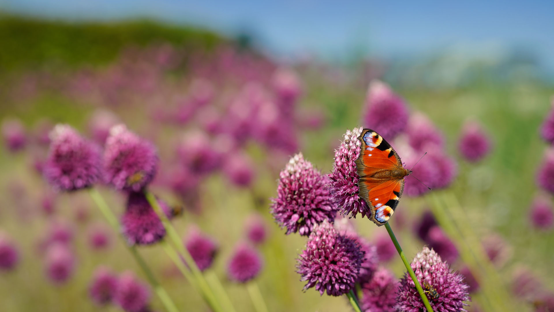Urban Meadow Transformation